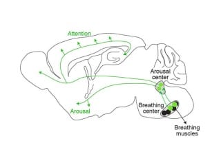 Cerveau en coupe